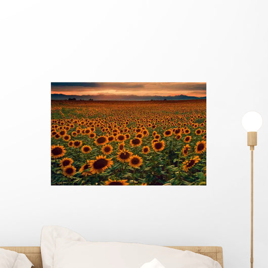 Sunflower Field at sunset with the Colorado Rocky Mountains Wall Mural