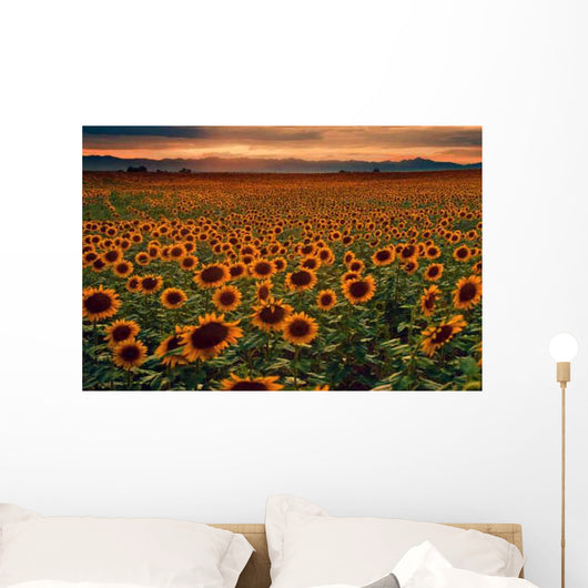 Sunflower Field at sunset with the Colorado Rocky Mountains Wall Mural