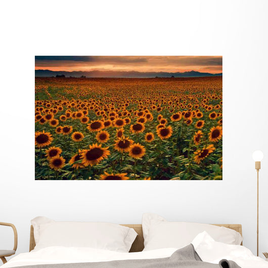Sunflower Field Sunset with Wall Mural