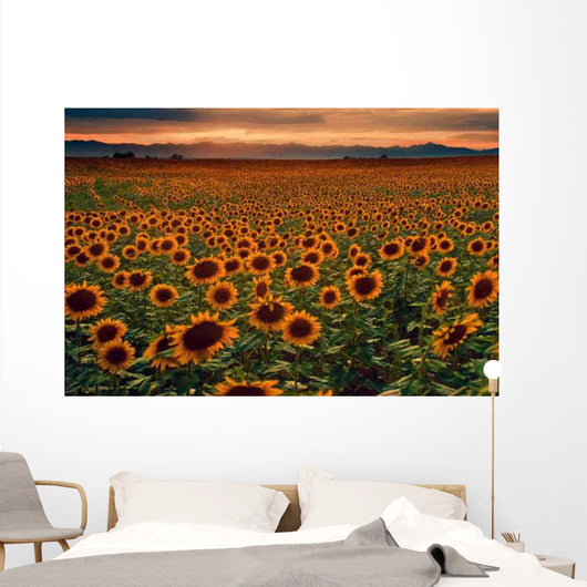 Sunflower Field Sunset with Wall Mural