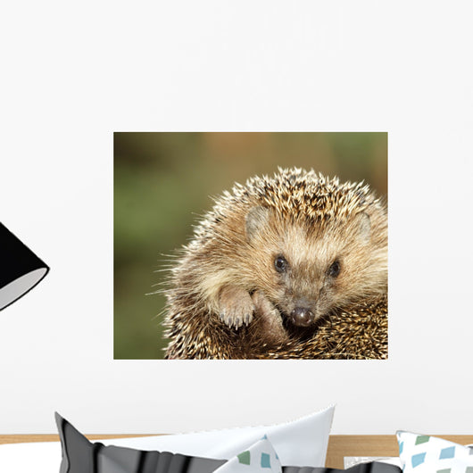 Hedgehog Wall Mural