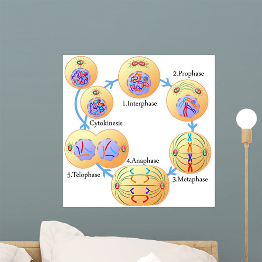 Mitosis and cell cycle Wall Mural