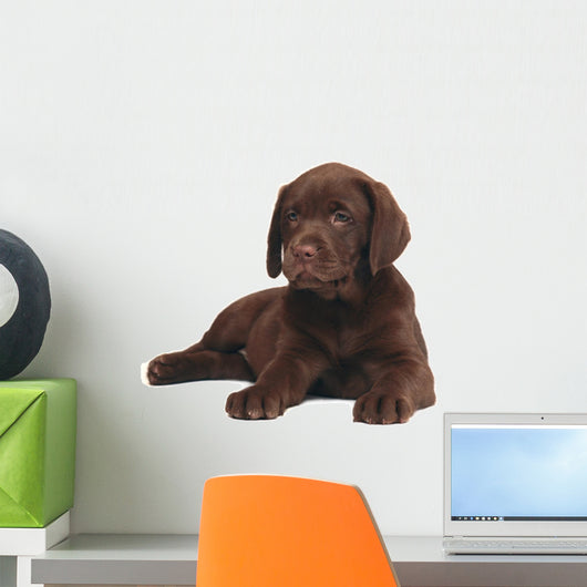 Chocolate Puppy Labrador Wall Decal