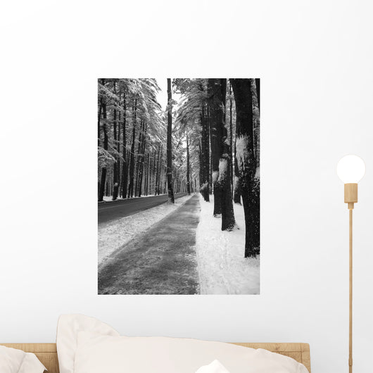 avenue of the pines Wall Mural