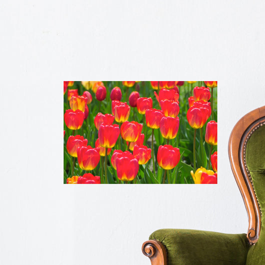 Field of Red Tulips Wall Mural