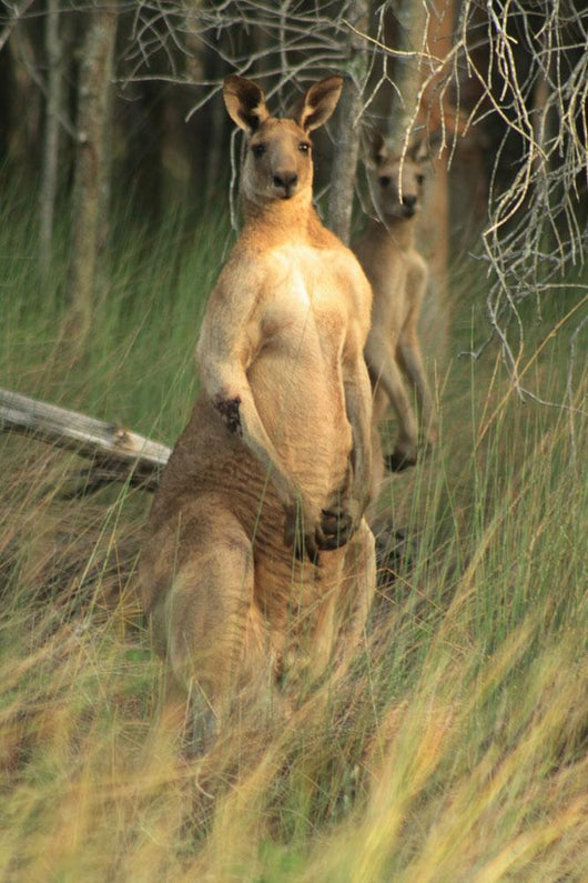 Two Eastern Gray Kangaroos Wall Mural