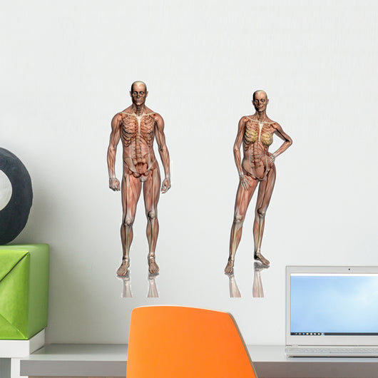 Anatomy Transparant Muscles with Wall Decal Sticker Set