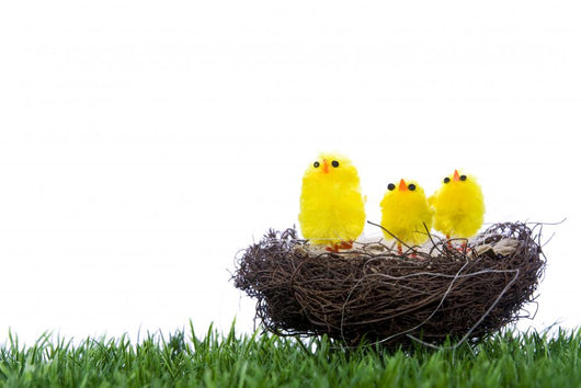 Baby Chicks Sitting Nest Wall Mural