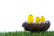 Baby Chicks Sitting Nest Wall Mural