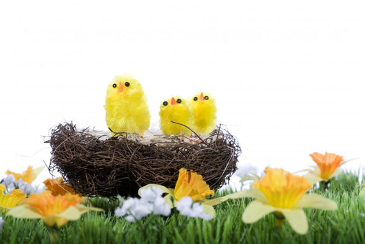 Baby Chicks Sitting Nest Wall Mural