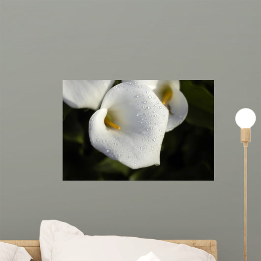 Cala Lilly Dewdrops Wall Mural