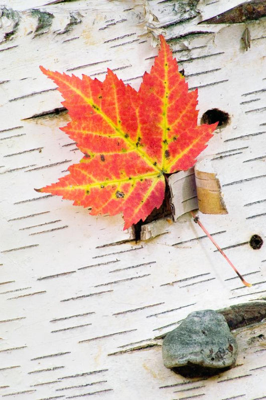 Orange Maple Leaf Wall Mural
