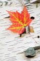 Orange Maple Leaf Wall Mural