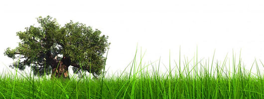 3d green grass with a natural brown baobab tree Wall Decal