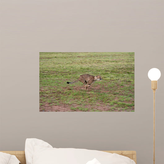 Cheetah 3 Wall Mural
