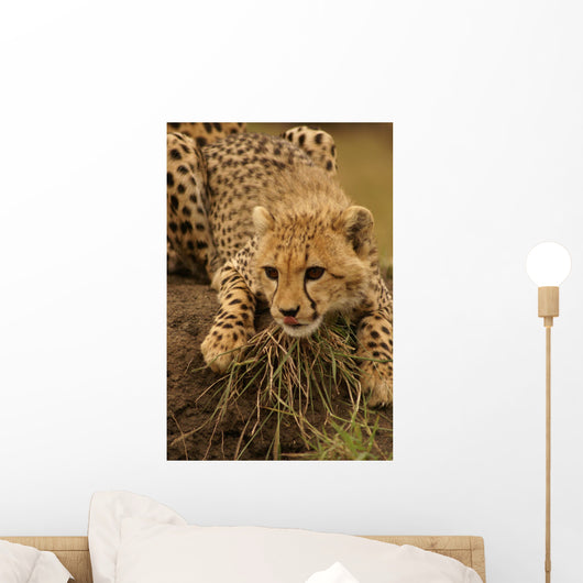 Cheetah Cub Likking Wall Mural