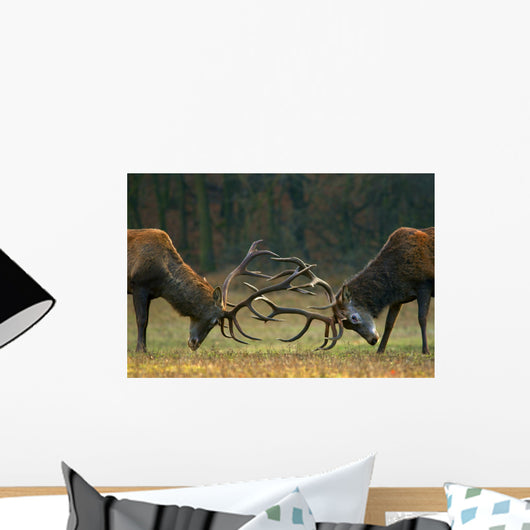 Red deer fight Wall Mural