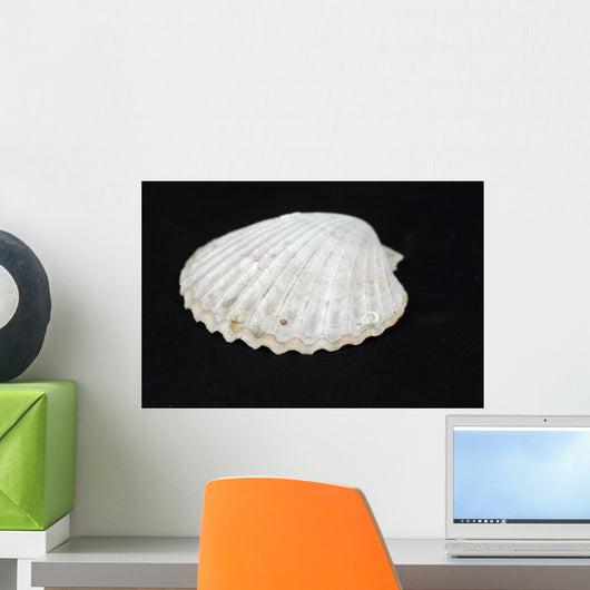 Shell Wall Mural