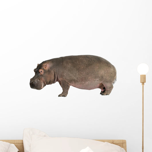 Hippopotamus - Hippopotamus Amphibius 30 Years Wall Decal