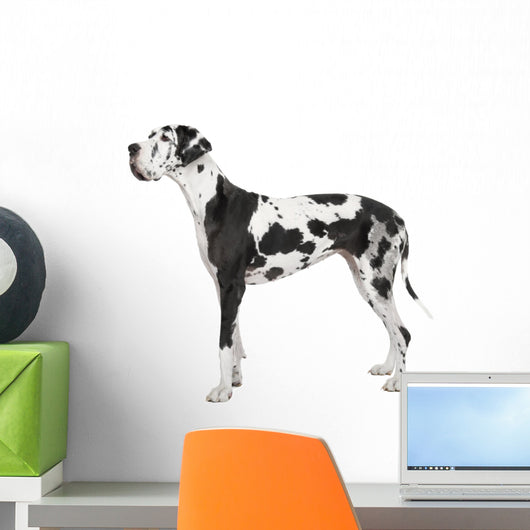 harlequin Great Dane (4 years) Wall Decal