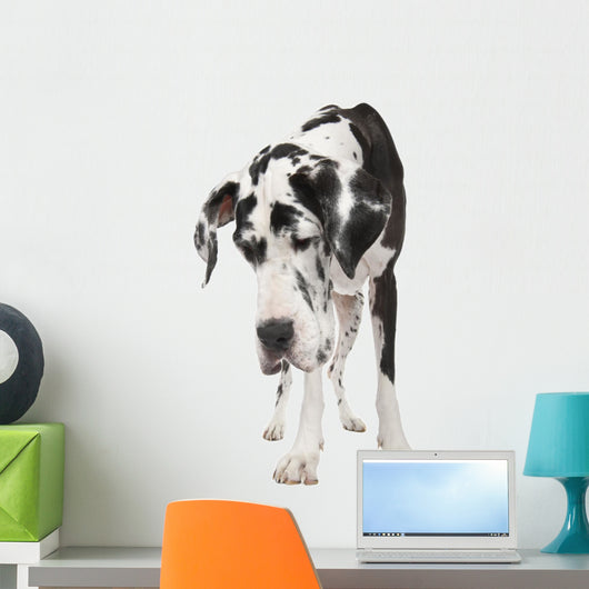 Harlequin Great Dane 4 Years Wall Decal
