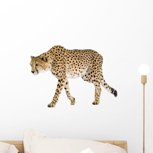 Cheetah - Acinonyx Jubatus Wall Decal