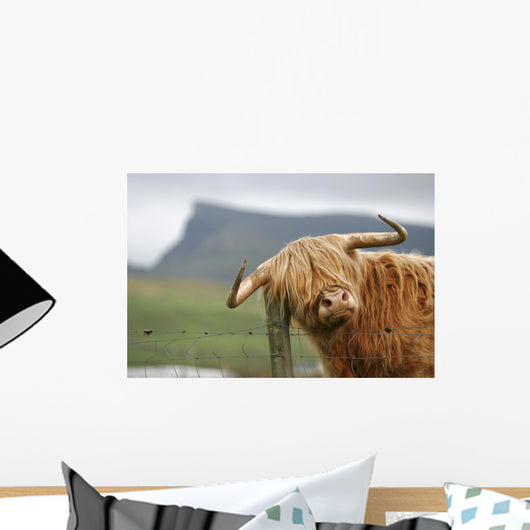 highland cow Wall Mural