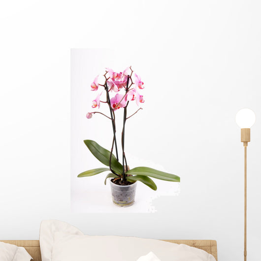 Orchid Wall Mural