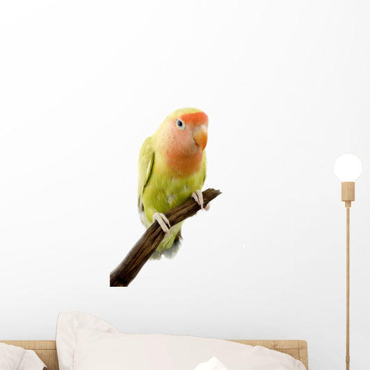 Lovebird Wall Mural