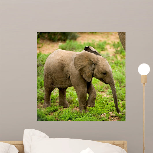 Little Elephant Wall Mural