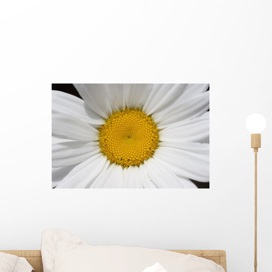 Daisy Wall Mural