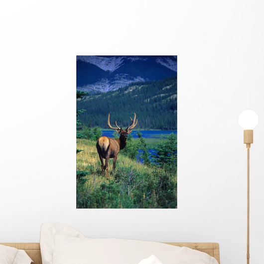 Elk In Summer By Mountain Lake Wall Mural