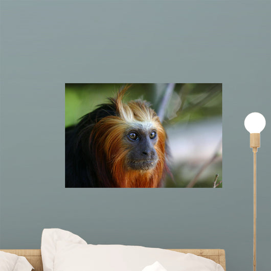 Lion Tamarin Wall Mural