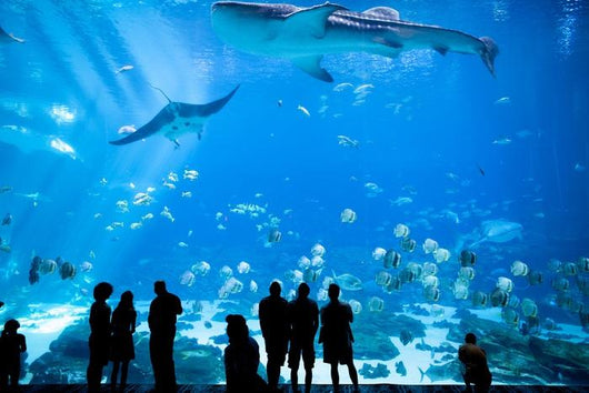Aquarium Atlanta Georgia Wall Decal
