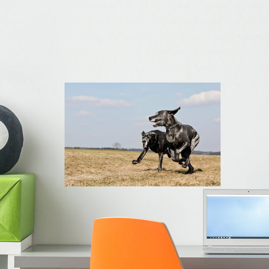 2 Great Danes Running Wall Mural