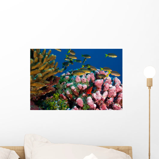 Reef scenic, Line Islands Kribati Wall Mural