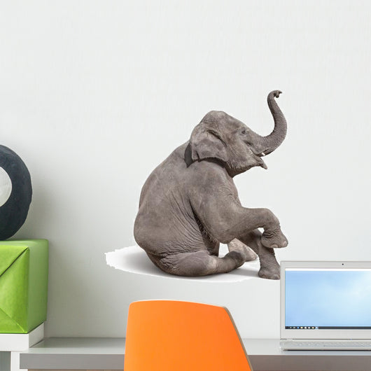 Young Baby Elephant Sit Wall Decal