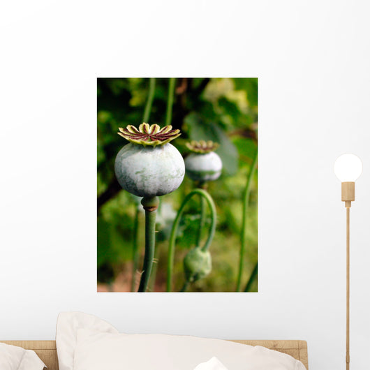 Pod of poppy seeds Wall Mural