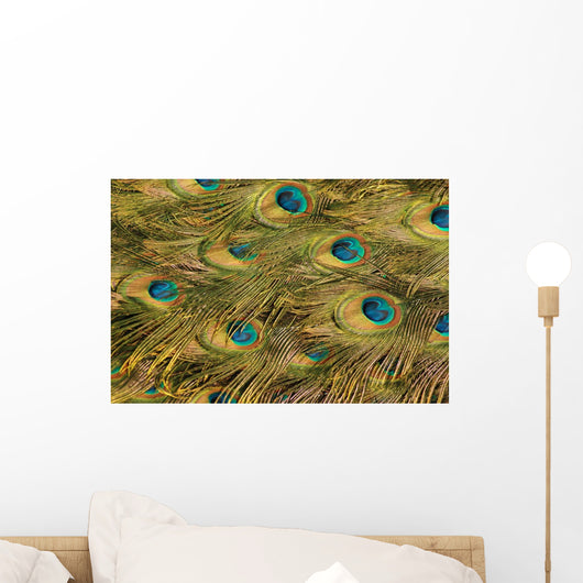 Peacock's Feather Wall Mural