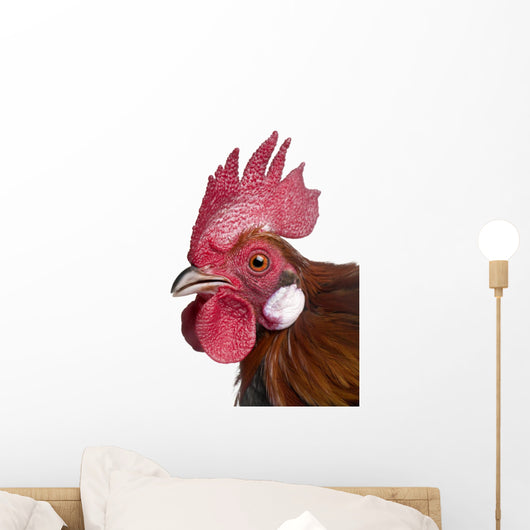 Gallic Rooster (1 Year Old) Wall Decal
