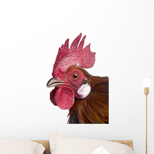 Gallic Rooster (1 Year Old) Wall Decal