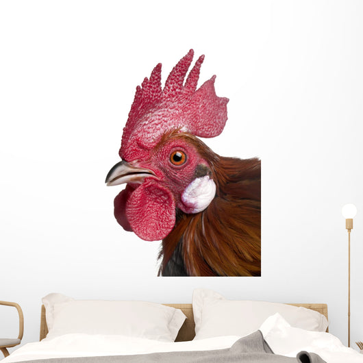 Gallic Rooster (1 Year Old) Wall Decal