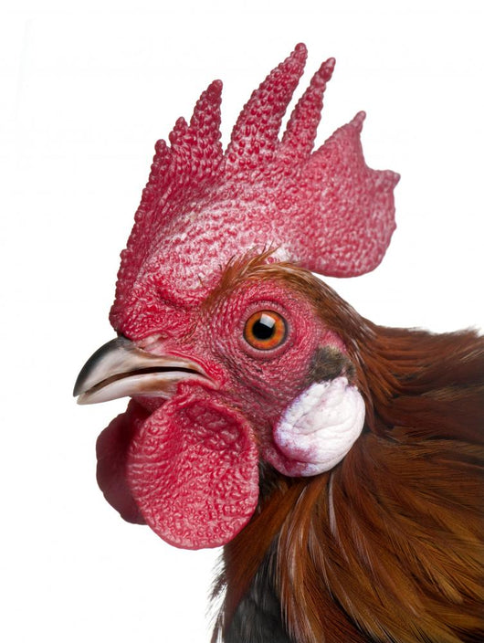 Gallic Rooster (1 Year Old) Wall Decal