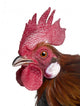 Gallic Rooster (1 Year Old) Wall Decal