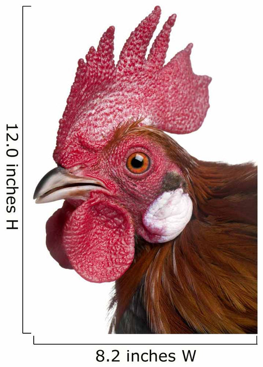 Gallic Rooster (1 Year Old) Wall Decal