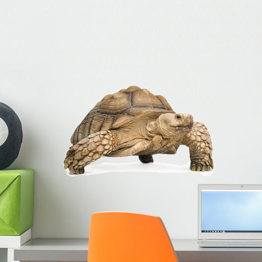 African Spurred Tortoise - Geochelone sulcata Wall Decal