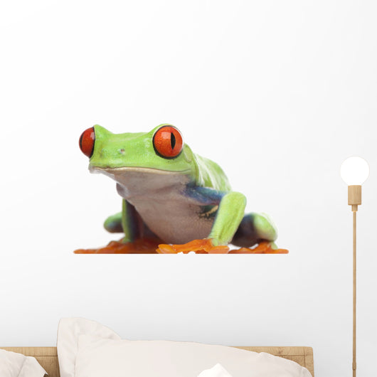 Red-eyed Tree Frog - Agalychnis callidryas Wall Decal