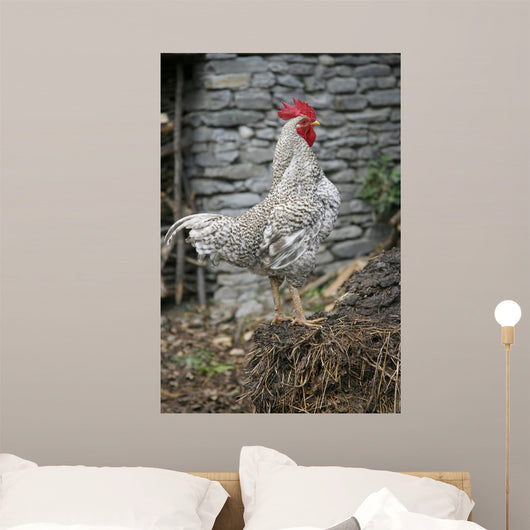 Cock Wall Mural