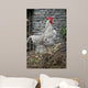 Cock Wall Mural