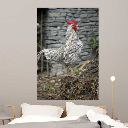 Cock Wall Mural